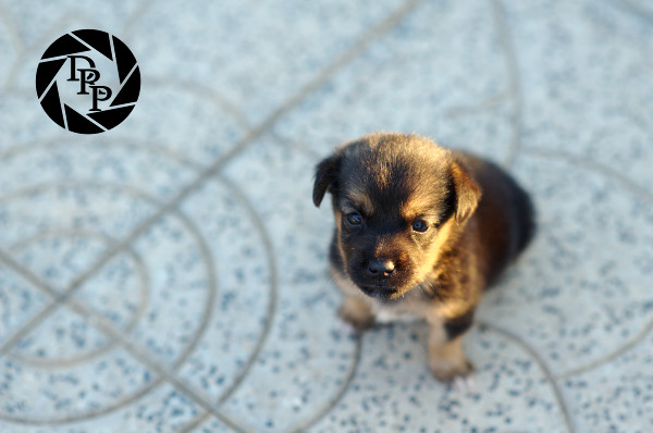 13757 - Povero Orfanello