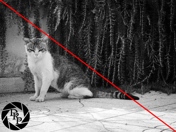 36191380910_6aa1c54452_o - Diagonale