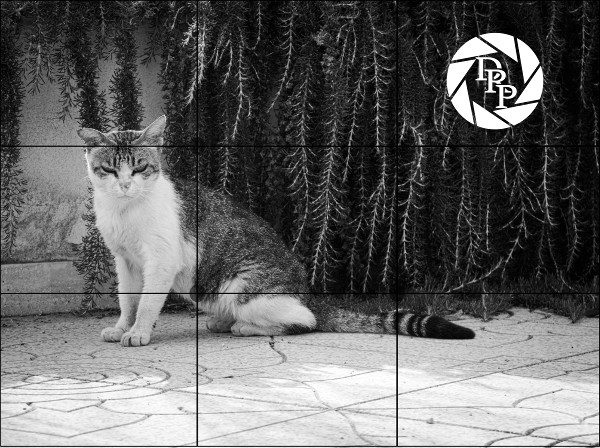 36191380910_6aa1c54452_o - Terzi