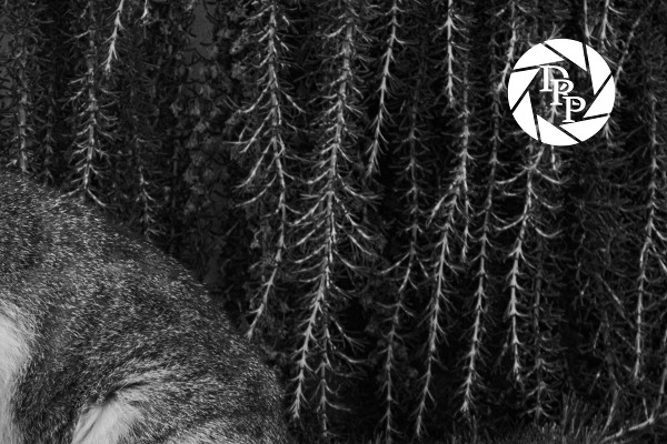 36191380910_6aa1c54452_o