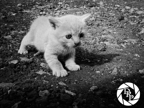 23845975738_9a00a4331c_o