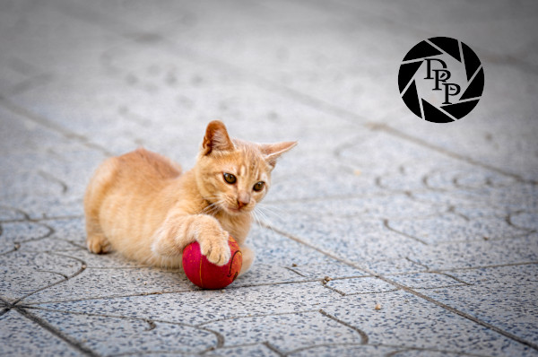 29348406338_8b04b6eedf_o