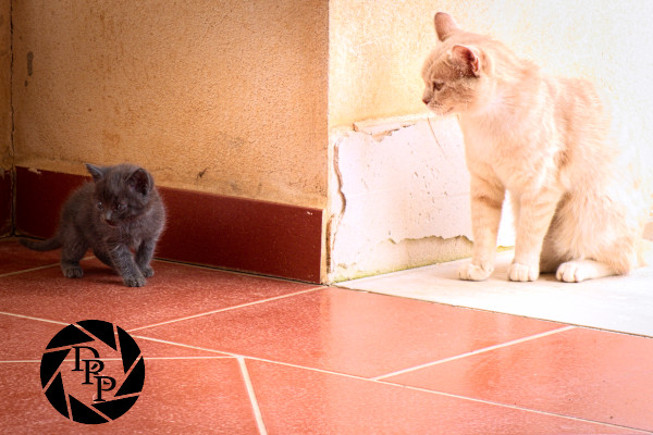 42238365621_b64384fcb0_o