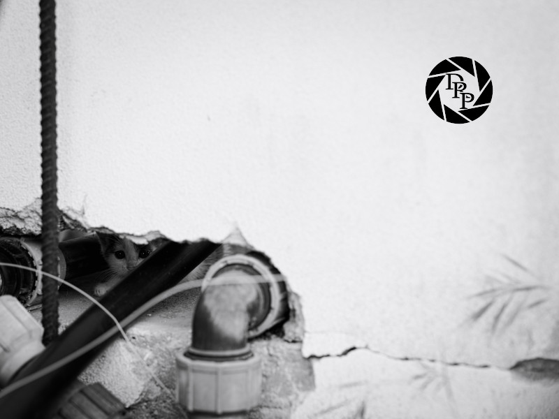 46994231535_2f837fa104_o