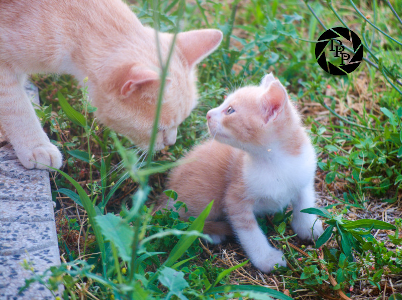 48389099031_948aa152af_o