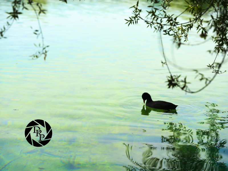 48503490752_5f74a13f17_o