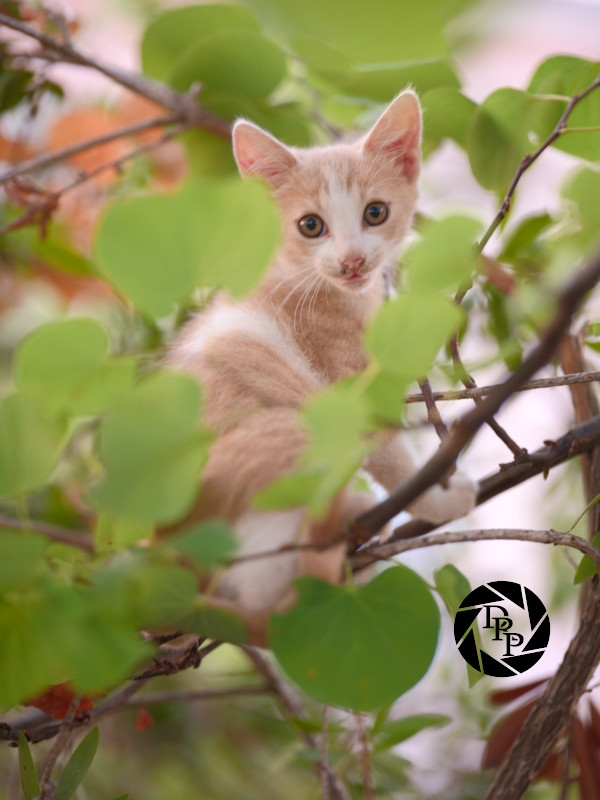 48619820361_f619331d78_o