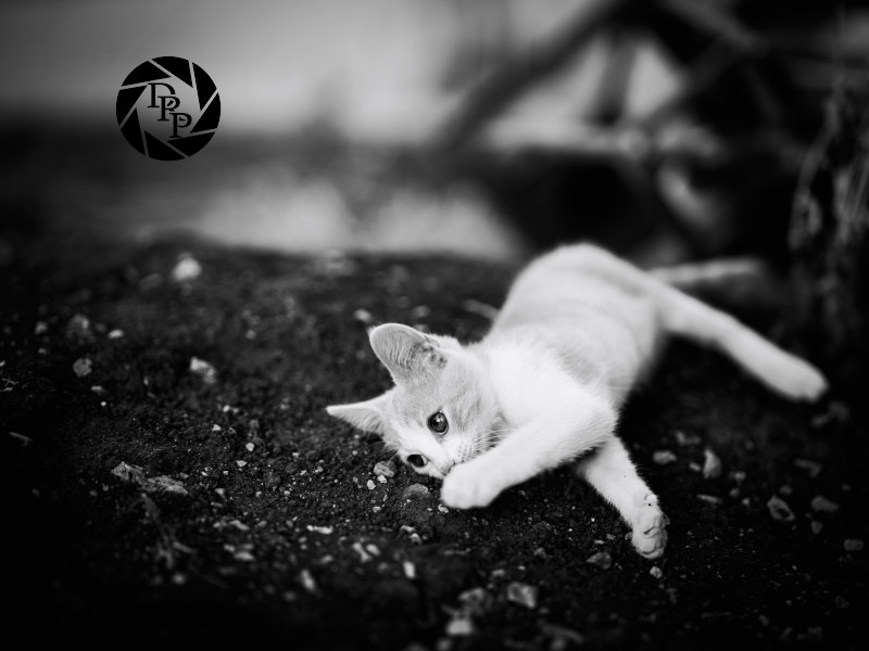 48742945252_15c55a84d7_o