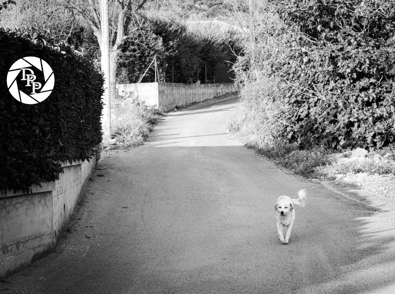 Tiffany fa una passeggiata