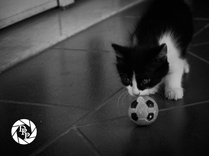 Manlio gioca a palla