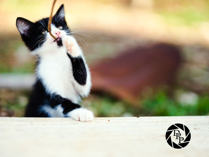 Manlio gioca con un rametto