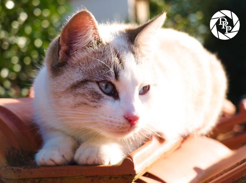 Ofelia prende il Sole