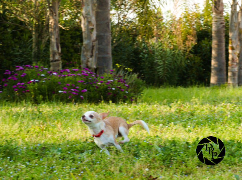 Rey corre in giardino